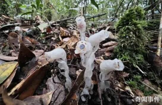 柳州惊现神秘“冥界之花” 水晶兰是国家一级保护植物吗