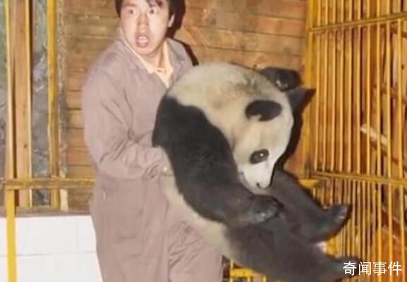 汶川地震饲养员连抱带抬转移大熊猫 冒着余震风险生死狂奔