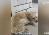 狗狗失踪7年后回家主人煮饺子庆团圆 十分惊喜与感动