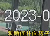 遛狗男子将6岁儿童打成脑震荡被刑拘 被依法采取刑事强制措施