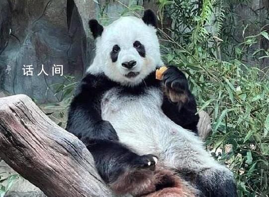 旅泰大熊猫“林惠”死因公布 因动脉粥样硬化伴栓塞导致多器官功能衰竭死亡