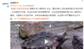重庆发现巨型怪龟 攻击性和捕食能力都很强