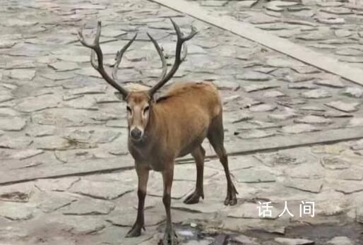 上海再现野生四不像 该动物为麋鹿