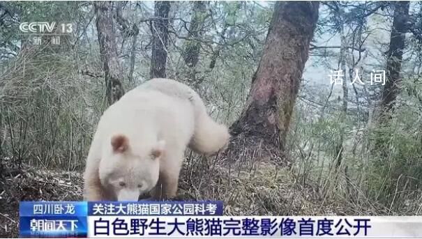 白色大熊猫影像首公开 红外相机拍摄白色大熊猫罕见社交影像