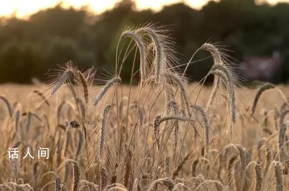 河南麦收季遇10年最严重“烂场雨” 引起了公众的高度关注
