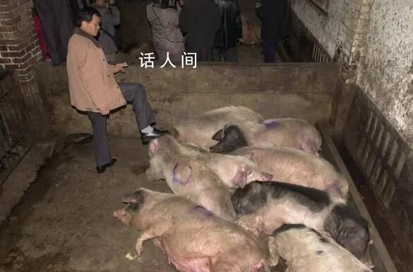 猪场电闸跳闸 高温致上千头猪死亡