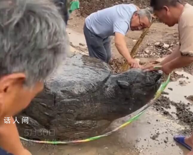 河南一村庄修路挖出大石龟 网友惊呼，这可是块宝
