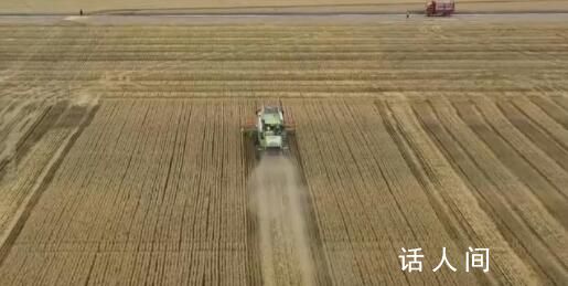 三夏大规模小麦机收全面展开 机收面积已连续3天超过1000万亩