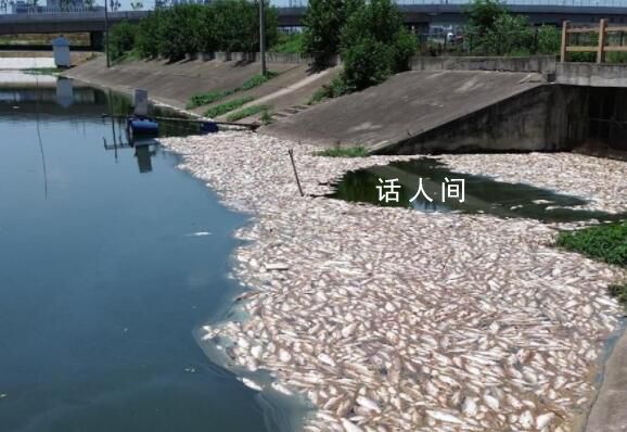 合肥一鱼塘7万斤鱼突然死亡 初判工业废弃物污染鱼塘水体