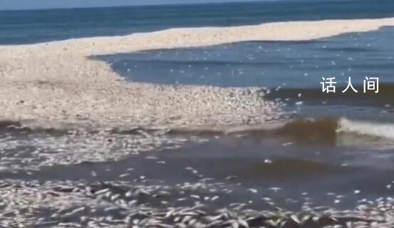 美国一地数千条鲱鱼突然死亡 尸体铺满海滩