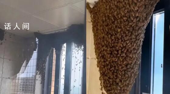 女子家中进蜜蜂 半小时被筑超大蜂巢