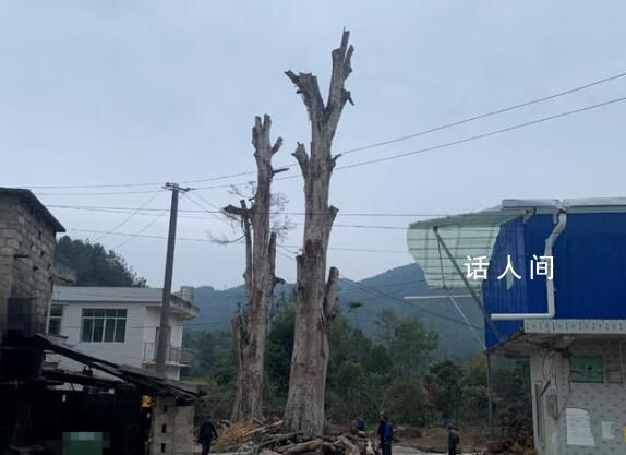 贵州300岁桢楠遭犯罪团伙“下毒” 可能导致古树大量枝叶枯黄掉落