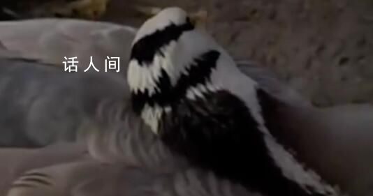 景区网红大雁被游客踢中要害离世 引起了众多网友的讨论