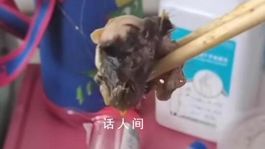 官方:重庆一医院食堂异物确为鼠头