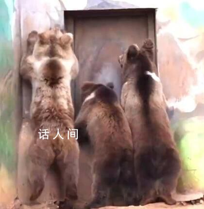 大棕熊“下班”咣咣砸门急得直跳脚 济南动物园的大棕熊火了