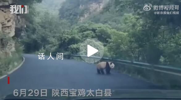 陕西居民驾车途中偶遇淡定大熊猫 背影十分可爱