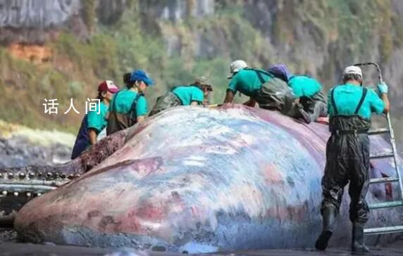 抹香鲸尸体中被发现9.5公斤龙涎香 价值390万元