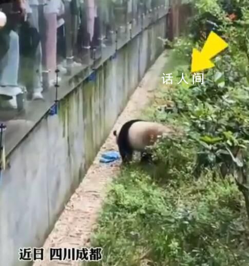 大熊猫捡到游客的伞还给撑开了 万幸的是伞被及时打捞上来