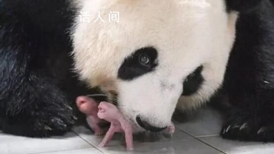 旅韩大熊猫爱宝诞下双胞胎 这是今年在海外出生的首对大熊猫幼崽