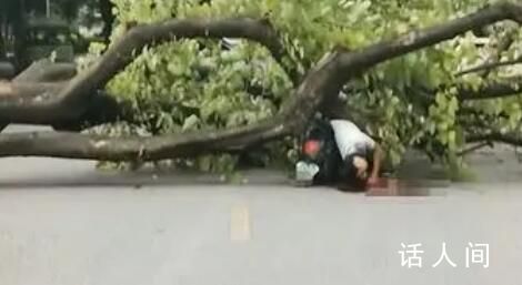 校方回应教师被树砸中身亡 学校正在处理中