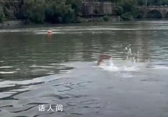 46岁“中国蛙王”跳河救起落水者