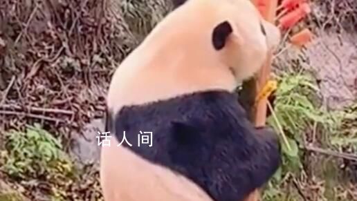 熊猫渝宝站起来吃水果 大长腿瞩目