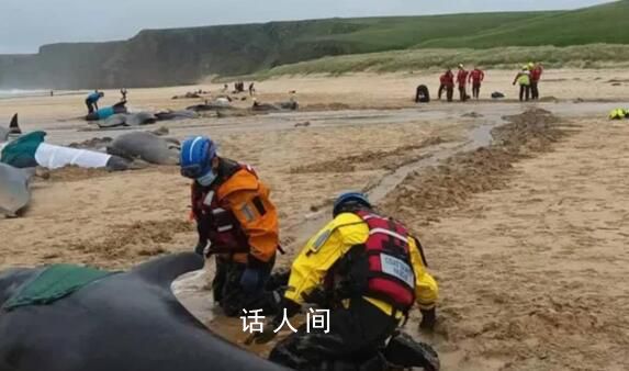 超50头鲸鱼在苏格兰海滩搁浅 救援人员试图将幸存的鲸鱼重新推回大海
