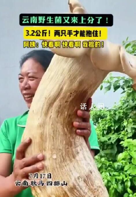 村民挖出3.2公斤巨型野生菌 单个重达3.2公斤长1米