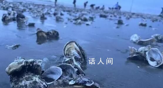 台风天深圳一海滩出现大量海鲜 引发了社会各界的广泛关注