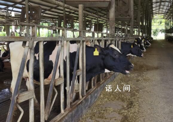 奶业“寒冬”:中小牧场杀牛止损
