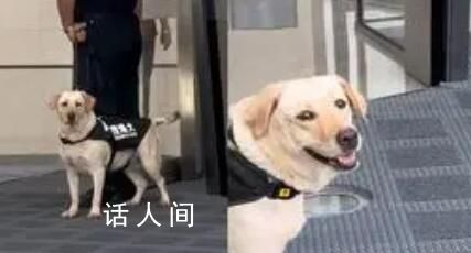 搜爆犬上下班反差 上一秒一脸严肃值班下一秒解开拴绳后放飞自我