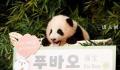 直击旅韩大熊猫福宝3岁生日派对 爱宝乐园熊猫馆将举办福宝3周岁生日会