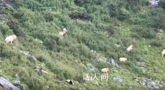 罕见!野生大熊猫与羚牛“对峙”