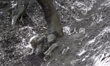 山西孝义拍到三只金钱豹同框 一处树洞内长期积有雨水吸引金钱豹前来饮水