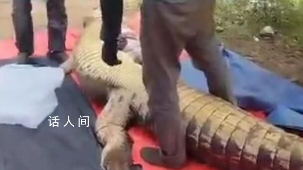 老人失踪4天在鳄鱼胃中发现遗骸 该鳄鱼重约800公斤长度超过4米