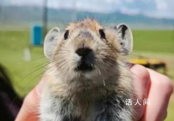 祁连山草原游客手抓鼠兔拍照 游客这些举动有感染传播鼠疫的风险
