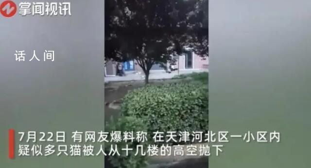 天津一小区15只猫坠亡 警方回应