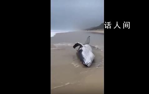 警方辟谣泉州海滩吹来鲸鱼 非泉州本地沙滩