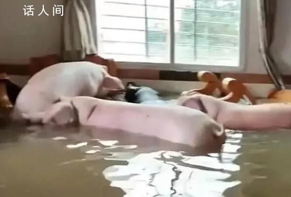 住户一楼被水淹 竟还冲来8只肥猪