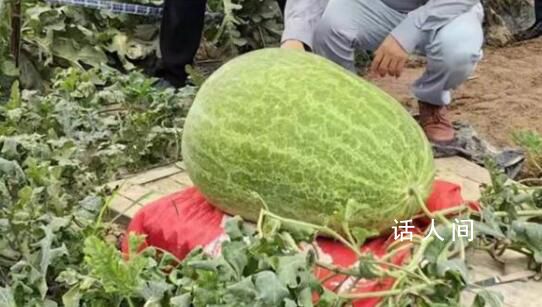 杭州种出78斤大西瓜破全省纪录 品种名为抚州黄瓤