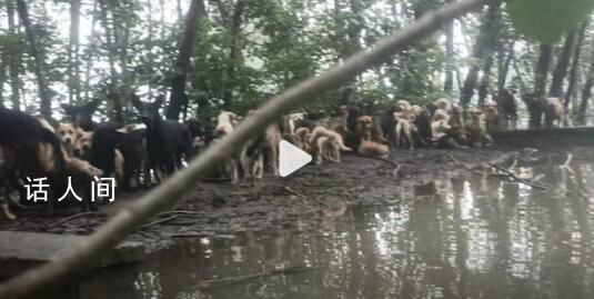 北京房山流浪狗基地被淹水深4米 狗狗都在房顶