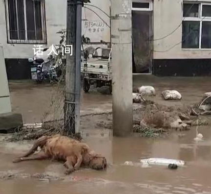 涿州洪水退去街头开始消杀 确保灾后无大疫