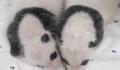 在韩大熊猫双胞胎宝宝满月照 引发网络热议
