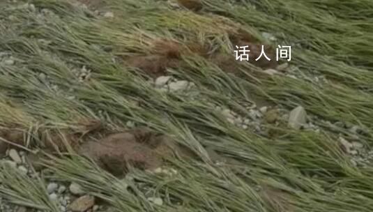 暴雨后五常大米价格或上涨 现在卖的五常大米基本都是去年产的