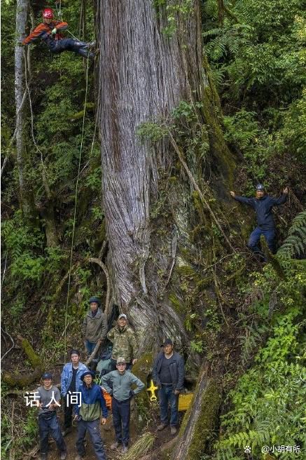 藏南2棵柏木巨树等身照发布 两棵柏木巨树高度分别为101.2米和99.5米