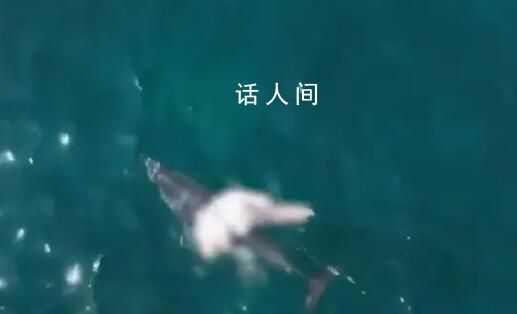 韩国济州岛海域现死亡海豚幼崽 尸体腐烂发白