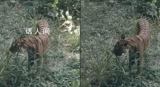 广州动物园老虎饿得吃草?园方回应