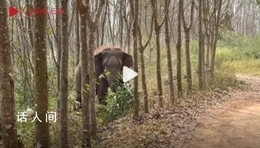 亚洲象一鼻子甩出毒品2.8公斤 目前该案正在进一步办理中