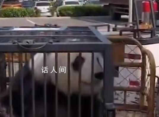 大熊猫美生返乡被直播博主拦车截停 已经算是一种违法的行为了