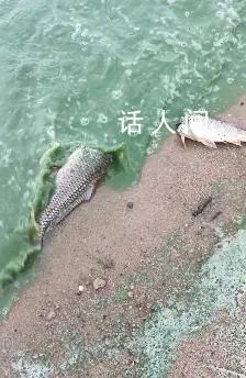 徐州一湖水质呈绿色出现死鱼 网友推测原因或为蓝藻爆发